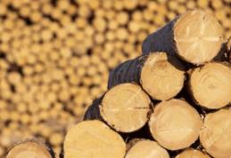 Depozit de material lemnos verificat de poliţişti. Vezi ce au descoperit și măsurile luate!