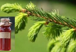 Siropul de muguri de brad are efecte uimitoare, însă multă lume face o mare greşeală când îl prepară