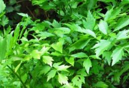 Nu mai puneţi leuştean la ciorbă dacă suferiţi de această boală! Medicii trag un semnal de alarmă