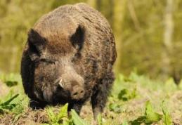 Primim la redacție – Culturile gospodarilor din comuna Suharău, distruse de mistreți – FOTO