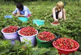 60 de locuri de muncă în Danemarca, la cules căpșuni și mazăre. Vezi cât se oferă!