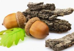 Coaja de stejar te scapă de diaree