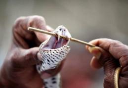 Turiști mușcați de vipere, în acest weekend. Ce trebuie să faci și cât timp ai până ca veninul să devină fatal!