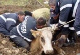 Misiune dificilă! Bovină căzută în râul Jijia, salvată de pompieri!