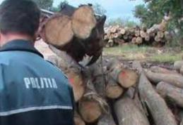 Material lemnos confiscat de poliţiştii botoșăneni