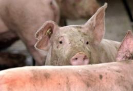 Măsuri luate în Comitetul Local de Combatere a Bolilor după apariția focarului de pestă porcină africană în România