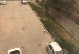 Primim la redacție – În Cartierul Plevna câinii comunitari sunt la ei acasă... - FOTO