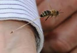 Cum să tratezi acasă înțepăturile de insecte. Uite cât de simplu e