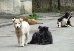 Primim la redacție – Câinii o problemă și pe Aleea Amurgului din Dorohoi