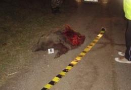 ACCIDENT SÂNGEROS! Un mistreţ de peste 100 de kilograme a fost lovit mortal de o maşină