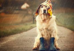METEO ALERT! Vine urgia în curând. Vânt, lapoviţă şi ninsoare anunţate de meteorologi