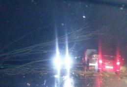COD GALBEN de vânt puternic: Copaci căzuți pe carosabil și localități rămase fără energie electrică