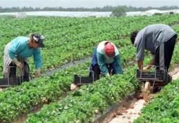 200 locuri de muncă în agricultură prin rețeaua EURES