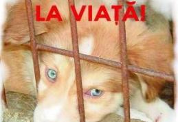Vino să creăm prima asociație de protecție a animalelor din Dorohoi!
