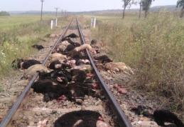 Imagini șocante: Trenul Iaşi-Dorohoi a deraiat, după ce a intrat în plin într-o turmă de oi