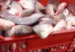 Peste 250 de kg de peşte, confiscat de poliţişti 
