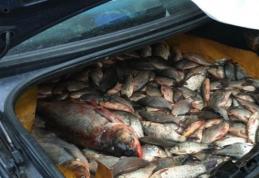 Dosar penal pentru un transport de peşte fără documente legale