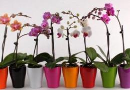 Cât de des se udă, de fapt, orhideea. Trucuri pentru o înflorire rapidă