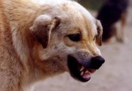 Dorohoian ajuns la spital după ce a fost mușcat de organele genitale de câinele prietenilor