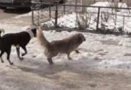 Primim la redacție – „Câinii fără stăpân din Dorohoi sunt un real pericol pentru populație”