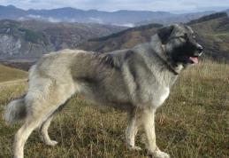 Femeie atacată de un ciobănesc carpatin