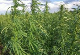 Prima fabrică de cânepă din nordul țării se deschide la Dorohoi