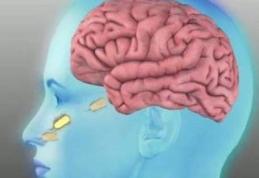 Amiba care se hrăneşte cu creier uman a ucis trei oameni