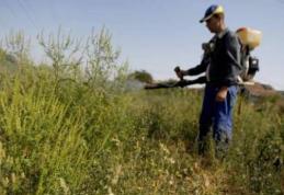 Amenzi usturătoare pentru proprietarii sau deținătorii de terenuri care nu curăță ambrozia