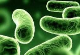 Spălatul fructelor şi legumelor nu este o garanţie împotriva bacteriilor agresive