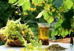 De ce teiul este supranumit arborele sănătății