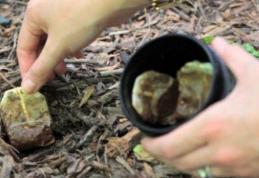 Nu mai aruncați pliculețele de ceai după folosire!