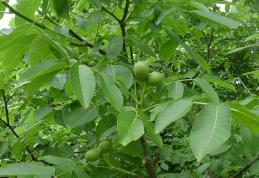  De ce e mai bună capra vecinului: Partea I