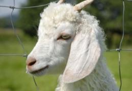 Români condamnaţi la închisoare după ce au ucis o capră la grădina zoologică din Berlin, ca s-o mănânce