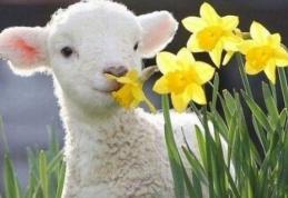 SURPRIZĂ de la METEO. Cu va fi vremea în zilele următoare