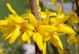 Vremea, de la o extremă la alta. Prognoza meteo pe două săptămâni