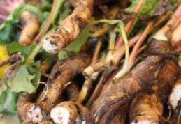 Rădăcina acestei plante distruge cancerul instant. Iată cum trebuie folosită