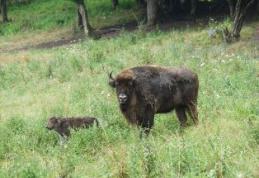 Un zimbru a fost vazut intr-o padure din Suceava