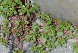 Dacă vezi buruiana asta crescând la tine în curte nu o jumuli! Uite de ce!