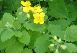 Rostopasca, planta miraculoasă care tratează peste 150 de boli. Tu ştii ce minuni poate face?