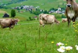 Deţinătorii de pășuni și fânețe vor primi sprijin de la APIA. Află condițiile!