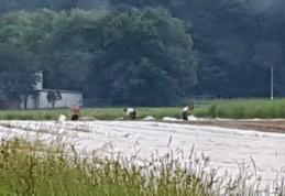 Român mort în Germania, după ce mai bine de o oră a cerut şefilor nemţi să cheme ambulanţa