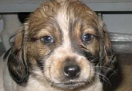 Asociaţia Prieten pentru prieten: Apel către dorohoieni