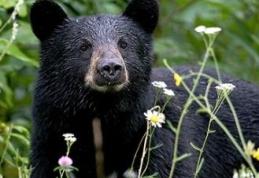 O femeie a lovit un urs în nas, după ce a încercat să îi fure câinele