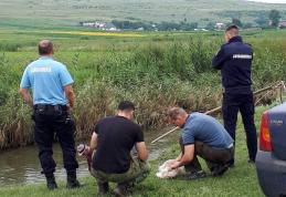 Au ieşit cu undiţa pe baltă şi au pescuit... amenzi