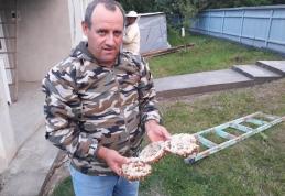 Viespi uriaşe îndepărtate de jandarmi
