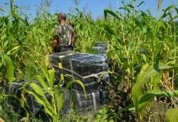 20.000 de pachete cu ţigări de contrabandă confiscate de poliţiştii de frontieră într-un lan de porumb