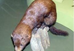 Se caută jupuitori de nurci în Danemarca