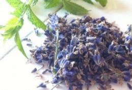 Medicii sunt uimiţi: Această plantă distruge cea mai temută bacterie din lume!