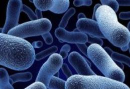 O bacterie distruge cancerul fără operaţie