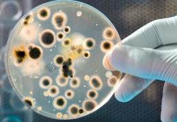 Ce nu știai despre bacteriile bune
